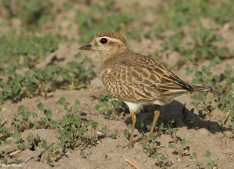 Dotterel  Charadrius morinellus  ,Beit Shean valley 14-11--10 Lior Kislev